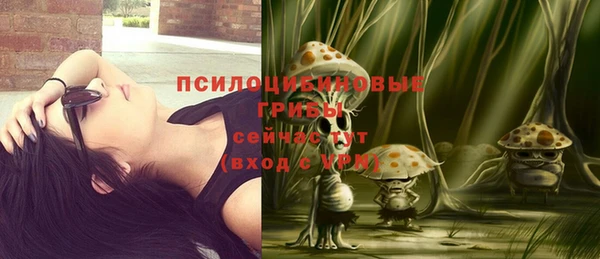 сатива Братск