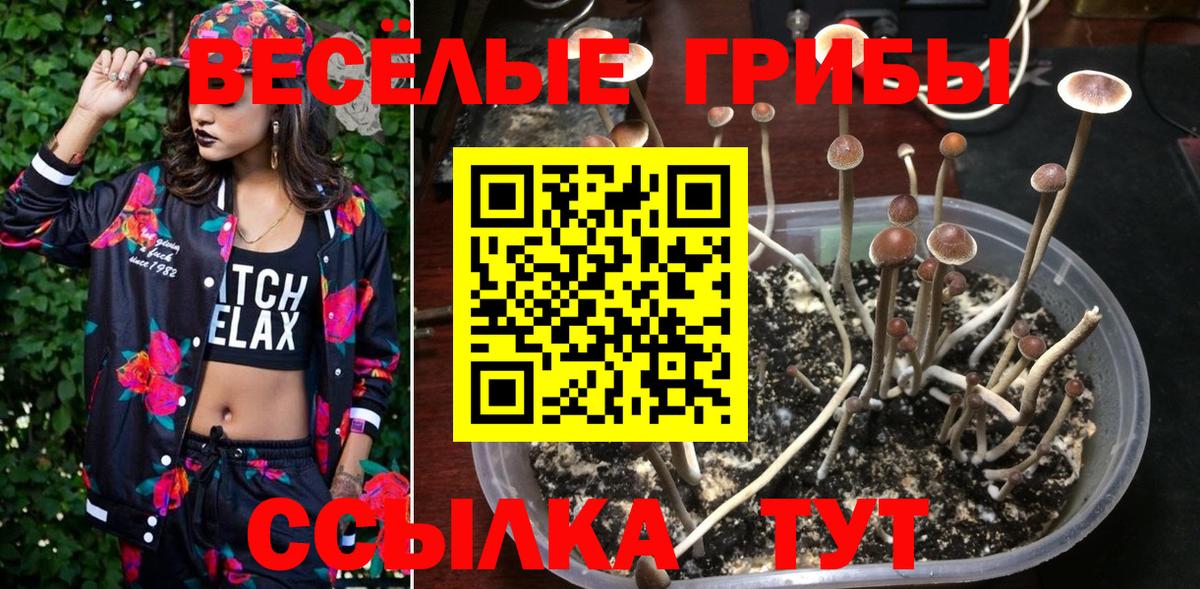 Псилоцибиновые грибы Psilocybe Брянск